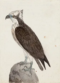 Osprey, 1831. Creator: Ferdinand von Wright