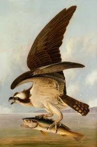 Fishes Prints: Osprey and Weakfish, 1829. Creator: John James Audubon