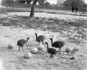 Chick Prints: Ostrich farm, Hot Springs, Ark. between 1880 and 1930. Creator: Unknown