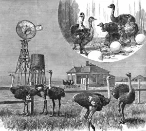 Inset Collection: Ostrich Farm at Los Angeles, California, 1888. Creator: Unknown