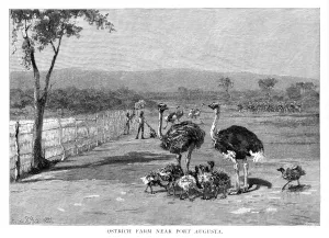 Ostrich Prints: Ostrich farm near Port Augusta, South Australia, 1886. Artist: Frank P Mahony