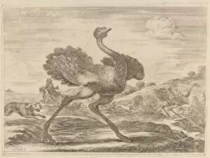 Ostrich Hunt. Creator: Stefano della Bella