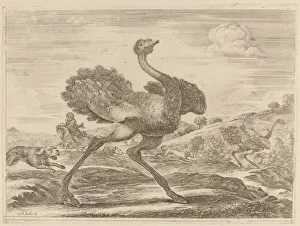 Ostrich Prints: Ostrich Hunt. Creator: Stefano della Bella
