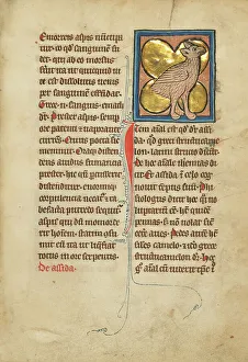 Bestiary Prints: An Ostrich; De Natura Avium; De Pastoribus et Ovibus; Bestiarium