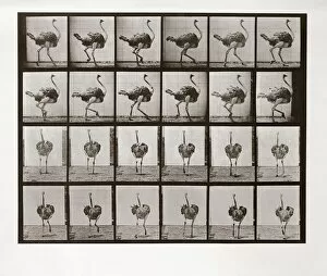 Ostrich Running, Plate 772 from Animal Locomotion, 1887 (photograph)