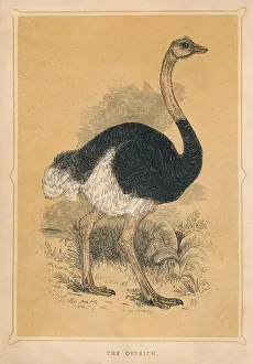 Ostrich Prints: The Ostrich, (Struthio camelus), c1850, (1856)