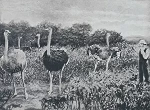 British Empire Collection: Ostriches, 1924