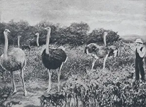 Adam Charles Black Prints: Ostriches, 1924