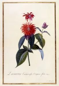 Oswego Tea Plant, c 1740 (hand coloured engraving)