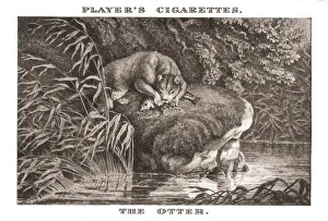 The Otter, (1924). Creator: Unknown