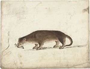 Gerard Ter Borch The Elder Prints: Otter with a fish in his mouth, 1612. Creator: Gerard ter Borch I