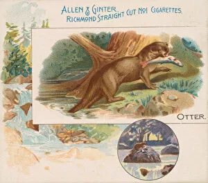 Catching Gallery: Otter, from Quadrupeds series (N41) for Allen & Ginter Cigarettes, 1890