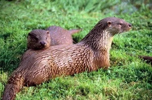Otter Prints: Otters