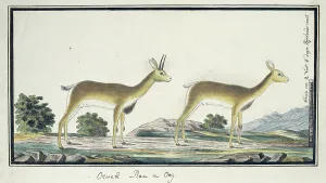 Measurements Prints: Ourebia ourebi (Oribi), 1777-1786. Creator: Robert Jacob Gordon