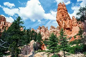 Evergreen Prints: Overlooking. Creator: Robert Manno