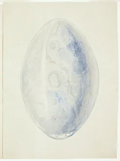 Grison Prints: Overview of Oval Shell Stone, n.d. Creator: Giuseppe Grisoni