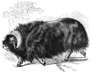 Horns Prints: Ovibos Moschatus; The Musk Ox and the Wolverine - a Geographical Parallel