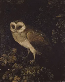 An Owl, 1780-1790. Creator: Moses Haughton