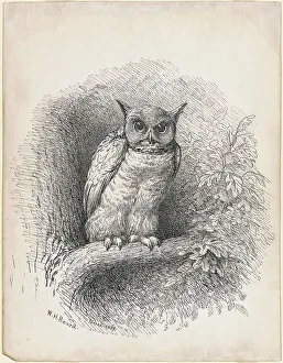 Owl, 1889. Creator: William Holbrook Beard
