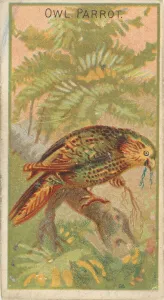 Palm Leaf Prints: Owl Parrot, from the Birds of the Tropics series (N5) for Allen &amp