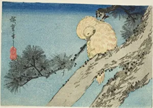 Yotsugiriban Prints: Owl on pine branch, 1830s. Creator: Ando Hiroshige
