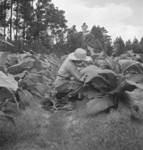 Sharecropping Prints: Owners daughter topping tobacco