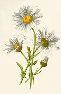 Herb Gallery: Ox-Eye Daisy, 1877. Creator: Frederick Edward Hulme