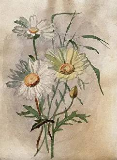 Skin Disease Prints: Ox-eye or marguerite daisy (Leucanthemum vulgare): flowers and leaves. Creator: Unknown