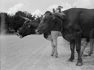 Mississippi United States Of America Prints: Ox team that hauls pulpwood, Bay Saint Louis, Mississippi, 1937. Creator: Dorothea Lange