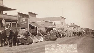 Shop Front Collection: Ox teams at Sturgis, DT [ie Dakota Territory], between 1887 and 1892. Creator: John C. H. Grabill