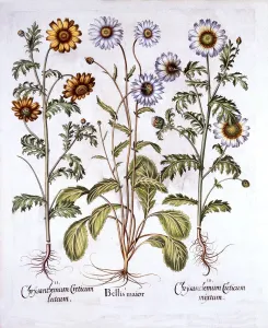 Oxe Eye Daisy and Crown Daisy, from Hortus Eystettensis, by Basil Besler (1561-1629), pub Oxe Eye Daisy and Crown Daisy, from Hortus Eystettensis, by Basil Besler (1561-1629), pub