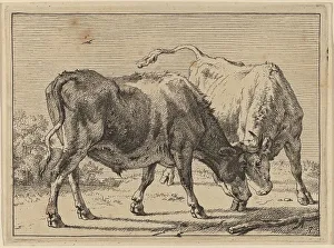Potter Paulus Prints: Two Oxen Fighting, 1650. Creator: Paulus Potter
