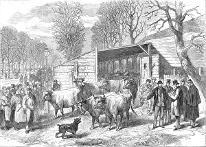 Shortage Prints: The last oxen in Paris (sketch by balloon post), 1871. Creator: Unknown