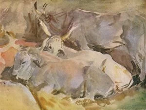 Horned Gallery: Oxen at Siena, c1910, (1936). Creator: John Singer Sargent