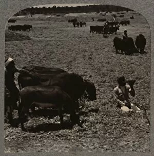 Oxen treading corn, c1900