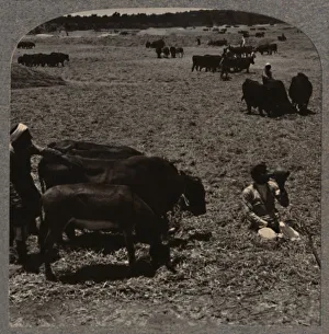 Realistic Travels Prints: Oxen treading corn, c1900