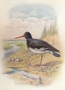 Wading Bird Prints: Oyster-Catcher - Haemat opus ostral egus, c1910, (1910). Artist: George James Rankin