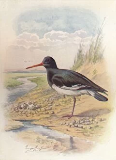 W R Chambers Ltd Collection: Oyster-Catcher - Haemat opus ostral egus, c1910, (1910). Artist: George James Rankin