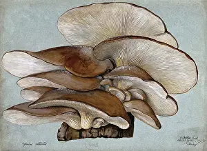 Edible Prints: Oyster mushrooms (Pleurotus ostreatus) growing on wood, 1895. Creator: Unknown