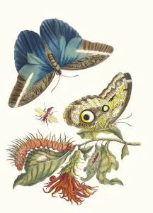 Plant Science Prints: Pachystachys coccinea. From the Book Metamorphosis insectorum Surinamensium, 1705