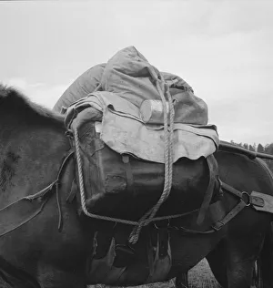 Pack animal coming down from summer sheep camp, Adams County, Idaho, 1939. Creator: Dorothea Lange Pack animal coming down from summer sheep camp, Adams County, Idaho, 1939. Creator: Dorothea Lange