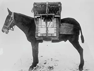 Signal Corps Prints: Pack horse used by U.S. Army Signal Corps