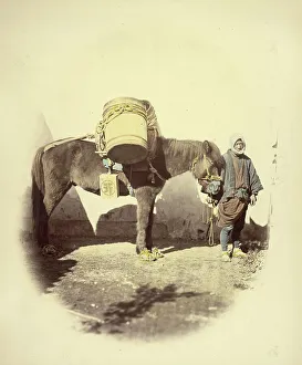 Pony Prints: Pack Pony, 1866-1867. Creator: Felice Beato