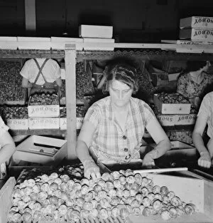 Packing fresh prunes at night in packinghouse during busy season, Yakima, Washington, 1939. Creator: Dorothea Lange