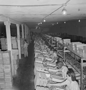 Produce Gallery: Packing fresh prunes at night on Produce Row during busy season, Yakima, Washington, 1939