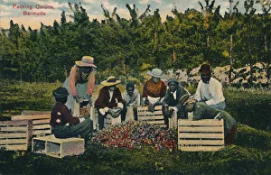 Packing Onions, Bermuda, early 20th century. Creator: Unknown Packing Onions, Bermuda, early 20th century. Creator: Unknown