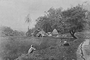 Rice Paddy Gallery: Paddy Field near Gampola, c1890, (1910). Artist: Alfred William Amandus Plate