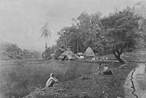 Crouching Prints: Paddy Field near Gampola, c1890, (1910). Artist: Alfred William Amandus Plate