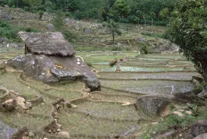 Rice Paddy Prints: Paddy fields in Sri Lanka. Artist: CM Dixon