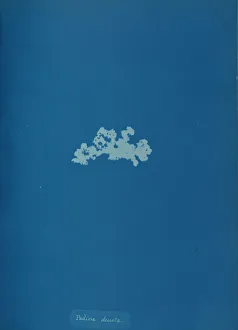 Atkins Anna Collection: Padina deusta, ca. 1853. Creator: Anna Atkins